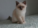 Vente d’un chaton Sacré de Birmanie, porteur de bleu, LOOF