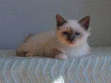 Vente d’un chaton Sacré de Birmanie, porteur de bleu, LOOF