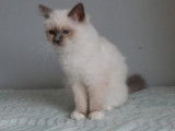 Vente d’un chaton Sacré de Birmanie, porteur de bleu, LOOF
