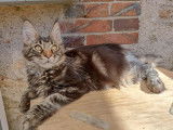 À vendre, 4 chatons Maine Coons LOOF, 3 mâles et 1 femelle