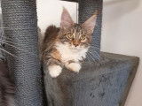 À vendre, 4 chatons Maine Coons LOOF, 3 mâles et 1 femelle