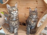 À vendre, 4 chatons Maine Coons LOOF, 3 mâles et 1 femelle