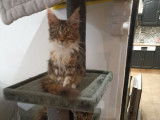 À vendre, 4 chatons Maine Coons LOOF, 3 mâles et 1 femelle