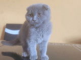 Chaton de type Scottish Fold m&acirc;le &agrave; vendre