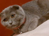 Chaton de type Scottish Fold m&acirc;le &agrave; vendre