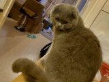 Chaton de type Scottish Fold m&acirc;le &agrave; vendre