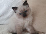 Chaton Sibérien neva masquerade