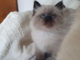 Chaton Sibérien neva masquerade