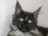 Chatons Maine Coon disponibles à la réservation