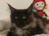 Chatons Maine Coon disponibles à la réservation