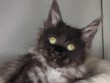 Chatons Maine Coon disponibles à la réservation