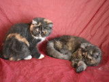 Dispo 2 femelles exotic shorthair LOOF