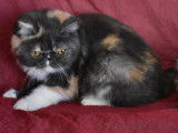 Dispo 2 femelles exotic shorthair LOOF