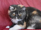 Dispo 2 femelles exotic shorthair LOOF
