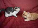 Chatons de race Exotic Shorthair à vendre (1 femelle & 1 mâle)