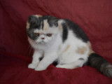 Chatons de race Exotic Shorthair à vendre (1 femelle & 1 mâle)