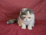 Chatons de race Exotic Shorthair à vendre (1 femelle & 1 mâle)