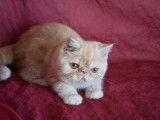Chatons de race Exotic Shorthair à vendre (1 femelle & 1 mâle)
