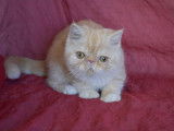 Chatons de race Exotic Shorthair à vendre (1 femelle & 1 mâle)