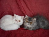 Chatons de race Persan à vendre (2 femelles)