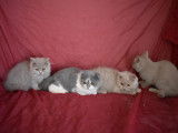 Chatons de race Highland Straight à vendre (1 femelle & 3 mâles)