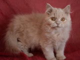 Chatons de race Highland Straight à vendre (1 femelle & 3 mâles)