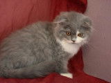 Chatons Highland Folds &agrave; vendre (1 Femelle & 1 M&acirc;le)