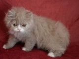 Chatons Highland Folds &agrave; vendre (1 Femelle & 1 M&acirc;le)