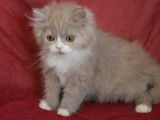 Chatons Highland Folds &agrave; vendre (1 Femelle & 1 M&acirc;le)