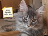 Vente de 5 chatons Maine Coons LOOF