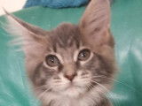 Vente de 5 chatons Maine Coons LOOF