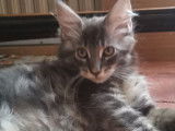 Vente de 5 chatons Maine Coons LOOF