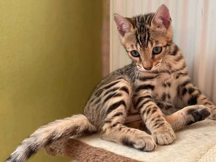 À vendre : un chaton Bengal mâle brun classique à rosettes LOOF
