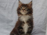 Vente de 6 chatons Maine Coons de 2022, m&acirc;les et femelles LOOF