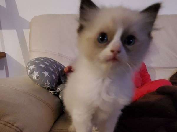Réservation pour un chaton Ragdoll mâle, noir point et blanc LOOF