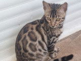 Vente de 3 chatons Bengals LOOF