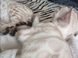 Vente de 3 chatons Bengals LOOF
