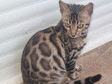 R&eacute;servation pour 3 chatons Bengals LOOF