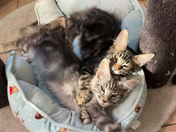 2 chatons Maine Coons femelles à vendre, LOOF de 2022