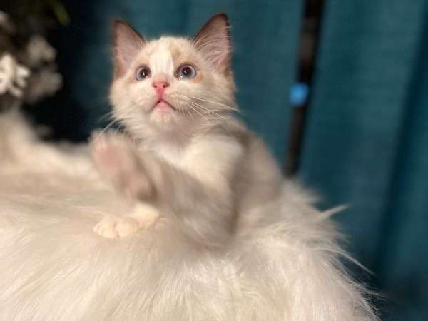 À vendre : 5 chatons Ragdolls non LOOF de 2022, mâles et femelles