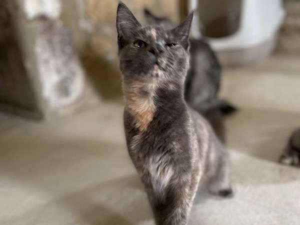 Vente de 3 chatons Maine Coons LOOF de 2022