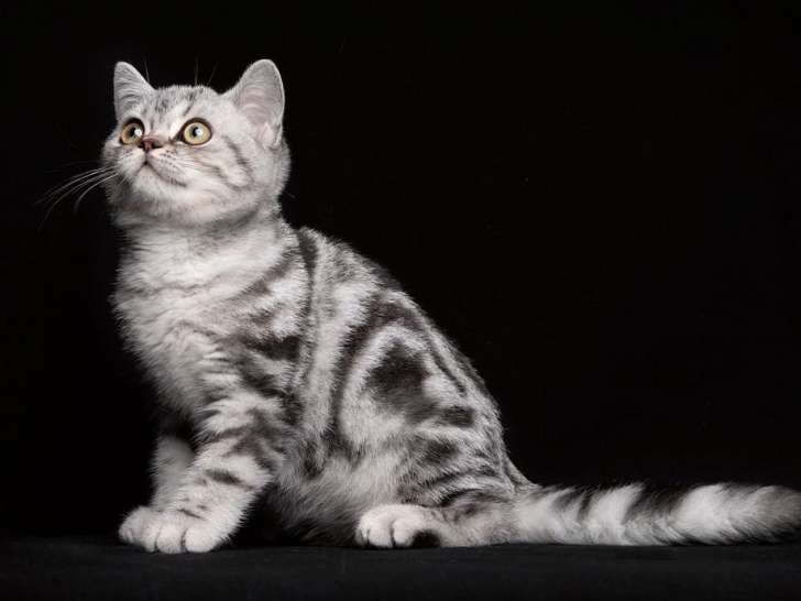 À vendre : un chaton British Shorthair LOOF mâle au pelage noir argenté