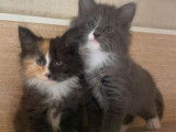 2 chatons Norv&eacute;giens LOOF &agrave; vendre, un m&acirc;le, une femelle