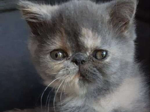 À réserver : une chatonne Exotic Shorthair LOOF au pelage bleu tortie
