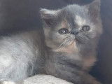 À réserver : une chatonne Exotic Shorthair LOOF au pelage bleu tortie