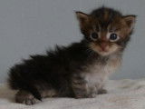 À réserver : 9 chatons Maine Coons LOOF