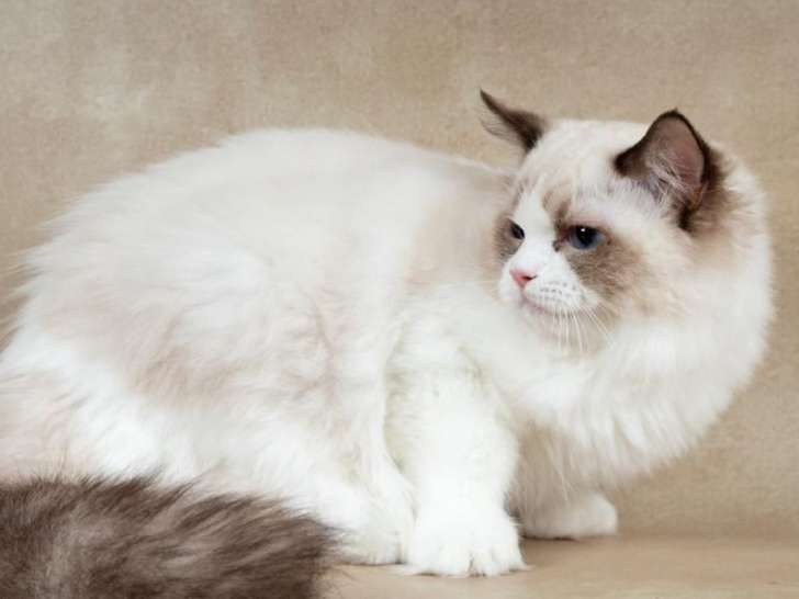 Un chaton Ragdoll LOOF blanc disponible à la vente
