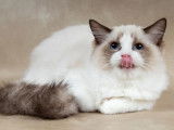 Un chaton Ragdoll LOOF blanc disponible à la vente
