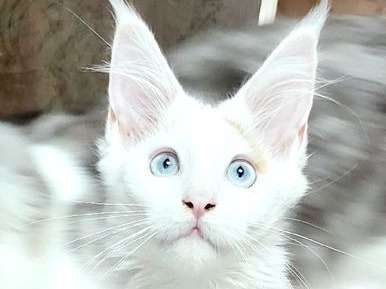5 chatons Maine Coons LOOF disponibles à l'achat