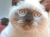 Un chaton British Shorthair LOOF mâle chocolat point à vendre